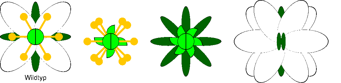 Activity Image
