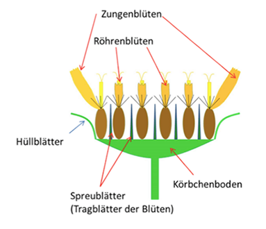 Blütenstand_Korbblütler