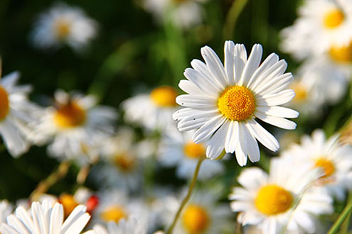 Gänseblümchen-Foto