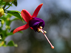 Fuchsienblüte