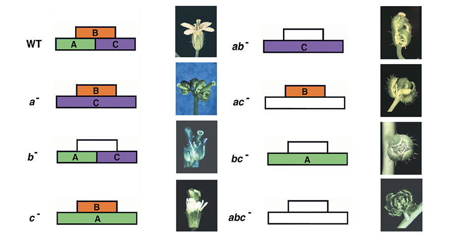 ABC-Modell_Arabidopsis_Mutanten