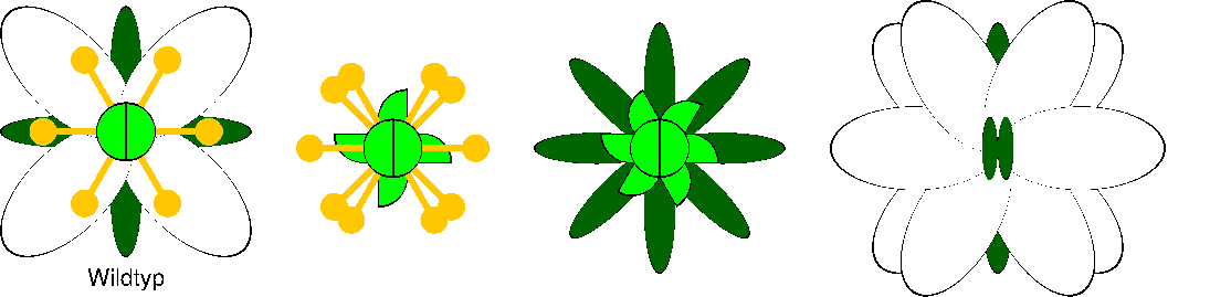 ABC-Modell der Blütenbildung