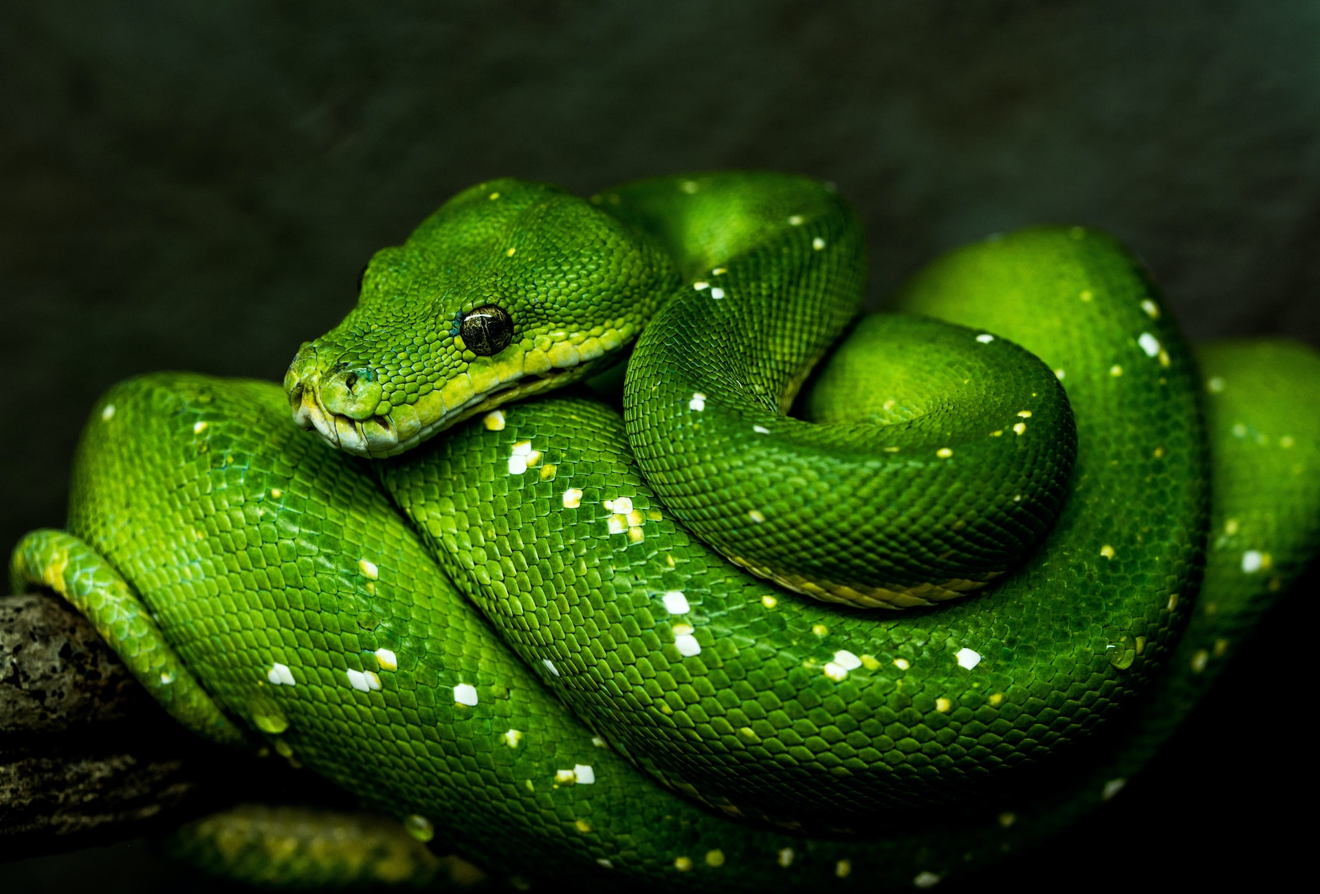 Python. Photo by David Clode on Unsplash